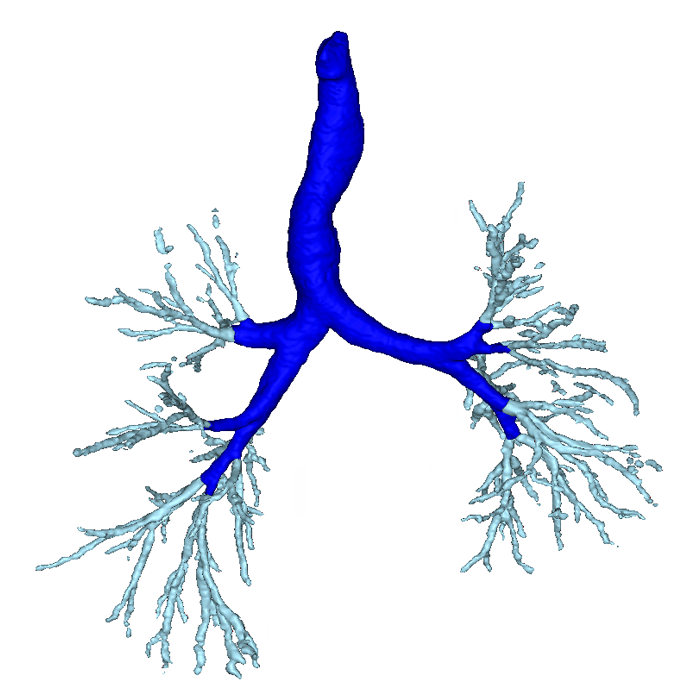 RespiNet - A model for automated segmentation of lung structures.